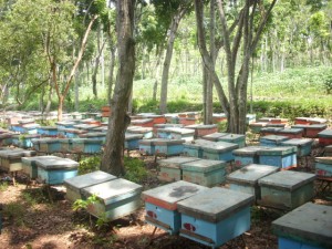 Beternak Lebah: Perlu sosialisa yang aktif bagi Masyarakat Gunungkidul Peternaklebah2